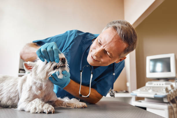 Best 24-Hour Emergency Dental Care in Oakes, ND